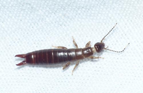 Euborellia annulipes